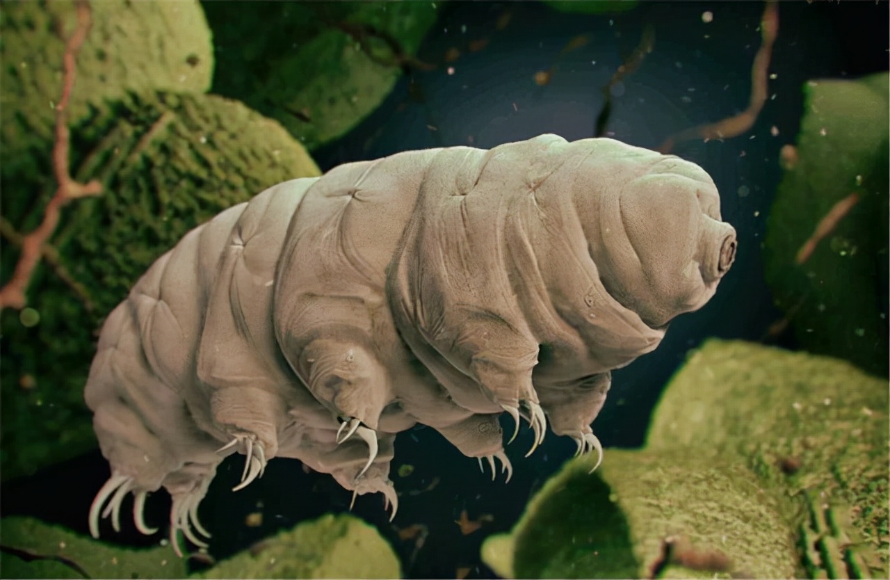 水熊虫的超强耐力依然是谜太空中的真空和低温对许多