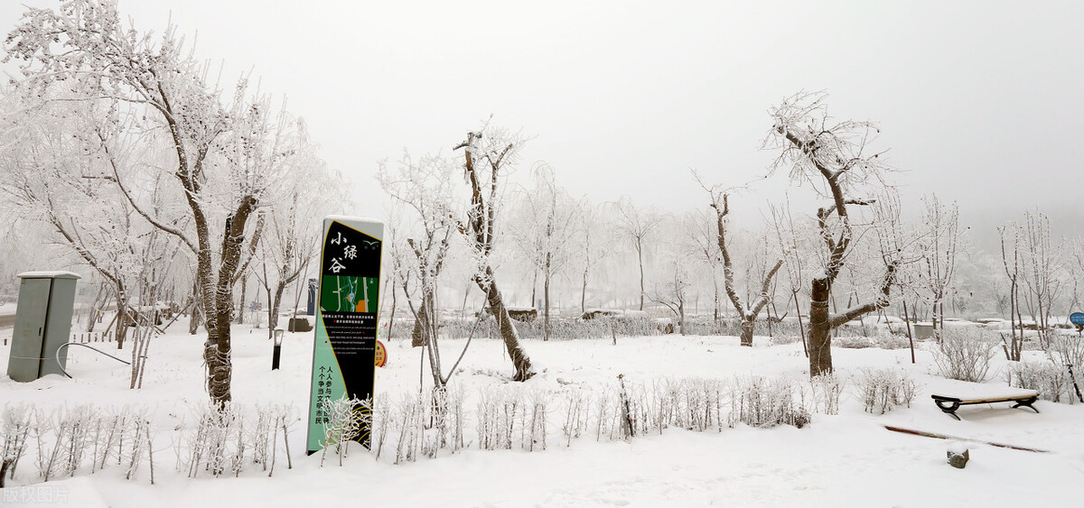 我的花花正开时--我问大夫何药能治相思苦九叶重楼冬蝉隔年雪