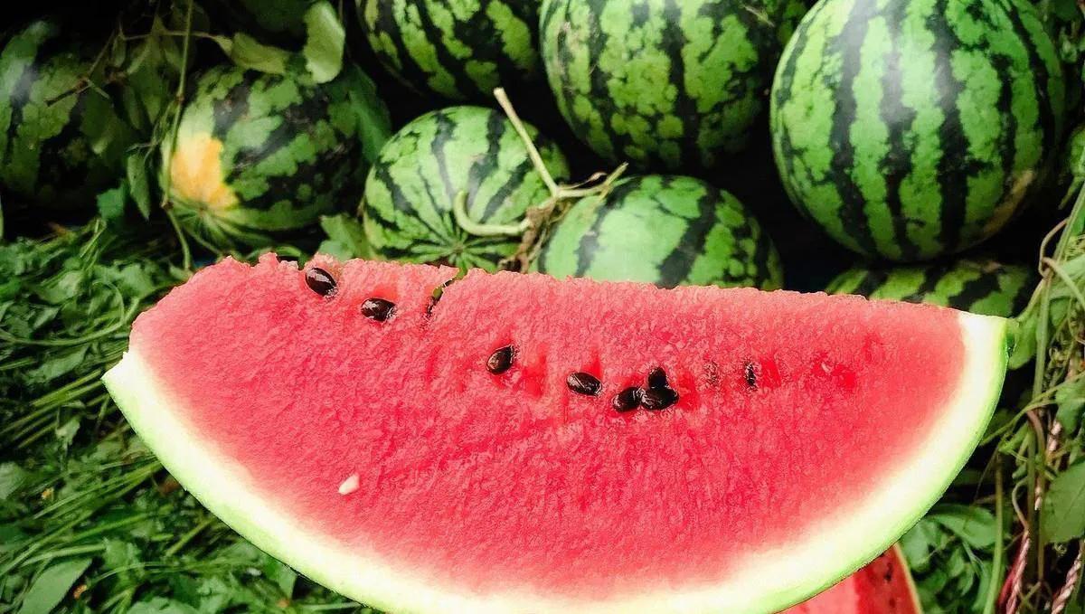 河北省新乐市是中国著名大棚西瓜之乡,地处太行山东麓,土壤为河水冲积