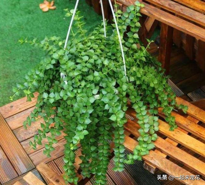 6种漂亮的垂吊植物，摆在室内不占位置，清新好看养成“绿窗帘”