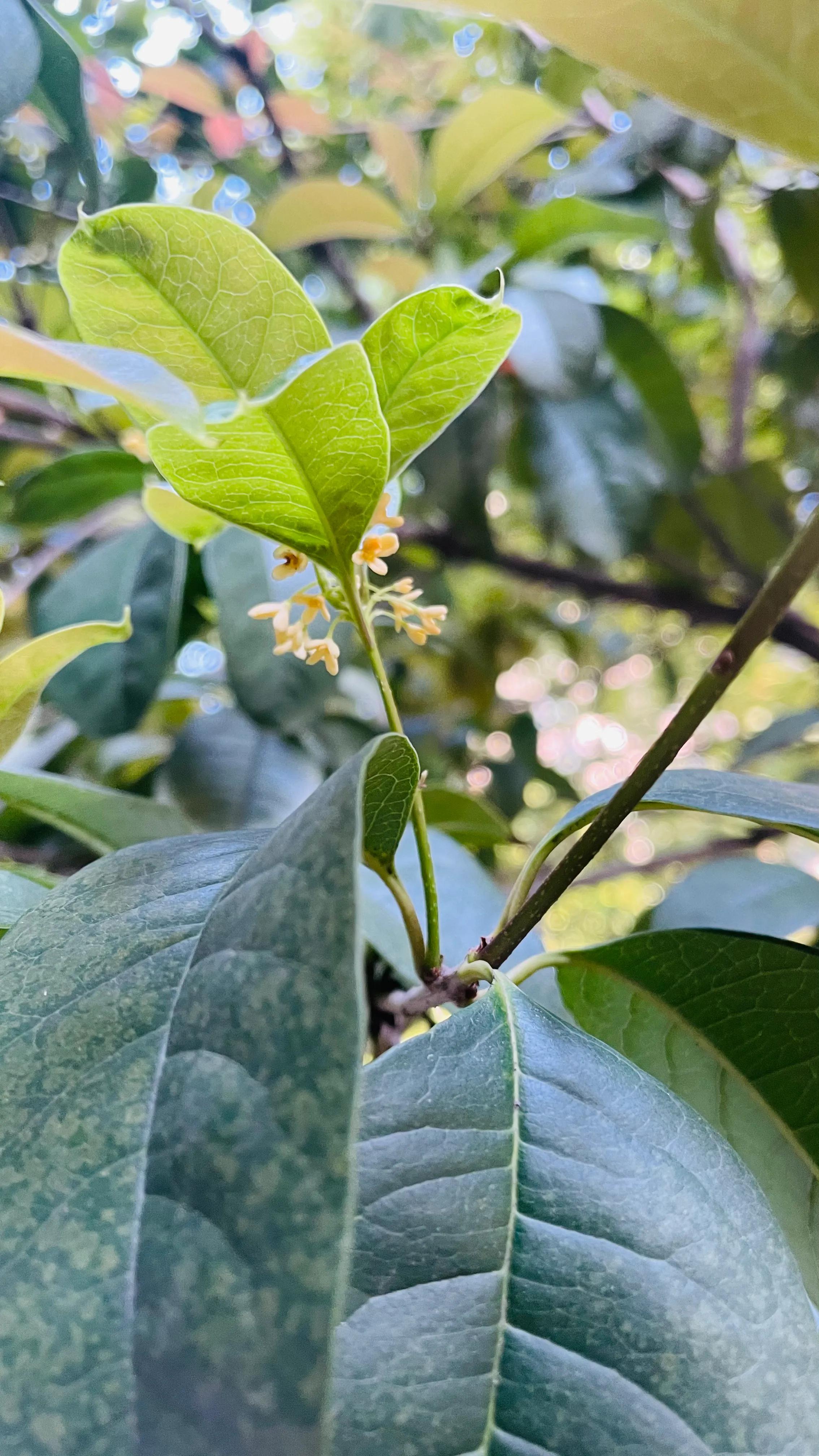 百花齐放才是春 百花齐放春满园的寓意-千百号