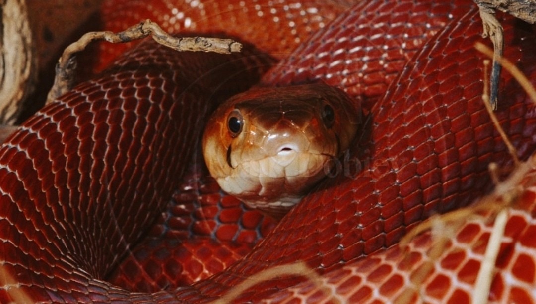 白色眼镜蛇价格世界各地的眼镜蛇你知道几种