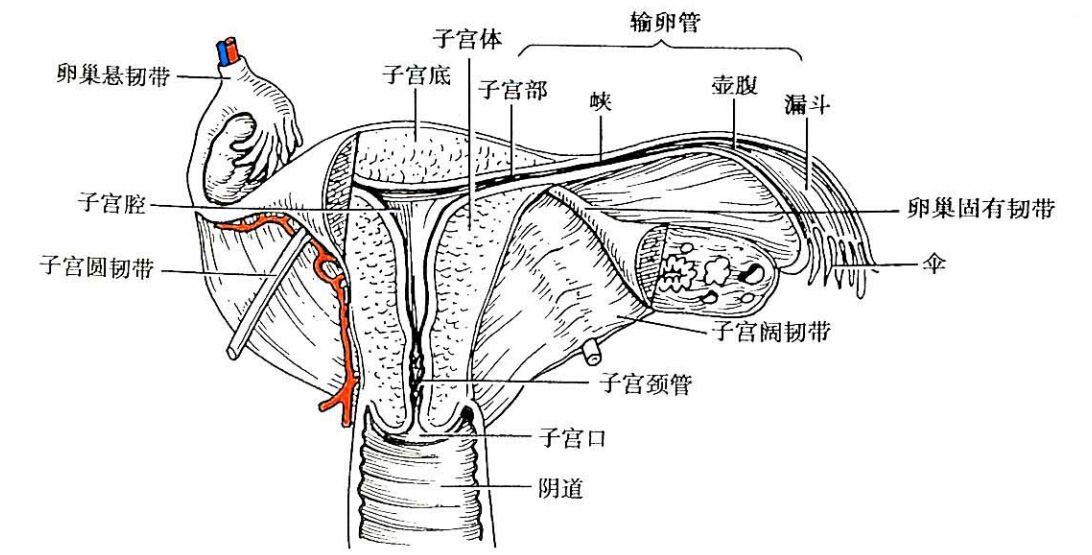 于子宫峡部水平,绕过直肠而终于第2~3骶椎前面的筋膜内,将宫颈向后