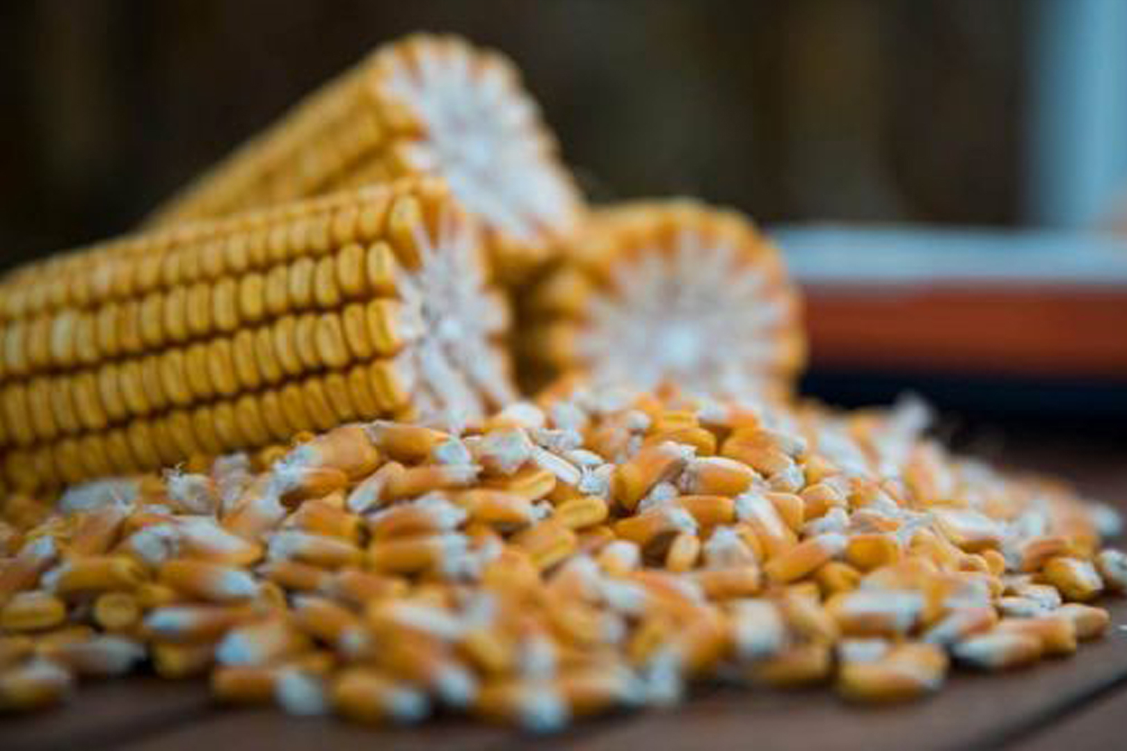 国际玉米供应减少，国内多方主体入市收购，玉米价格继续上涨