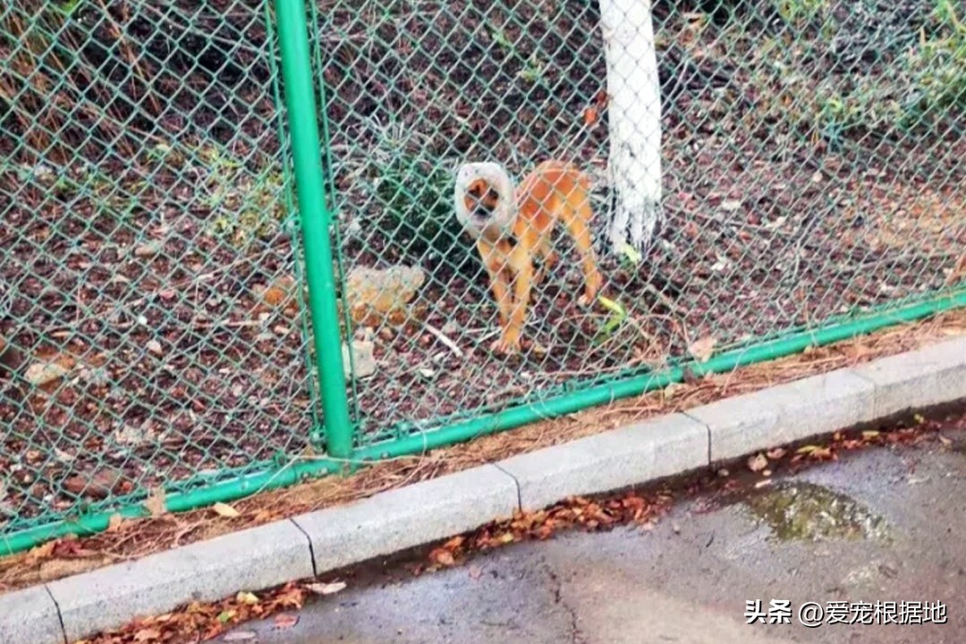 它比想象中要难(被塑料桶卡住头部的流浪狗，不吃不喝瘦成皮包骨，却不让人类靠近)