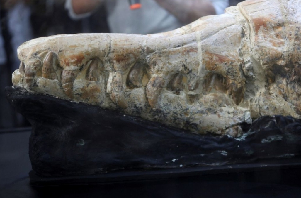 秘鲁发现真龙遗骸?尖牙利齿身长17米,3600万年前海里的龙王