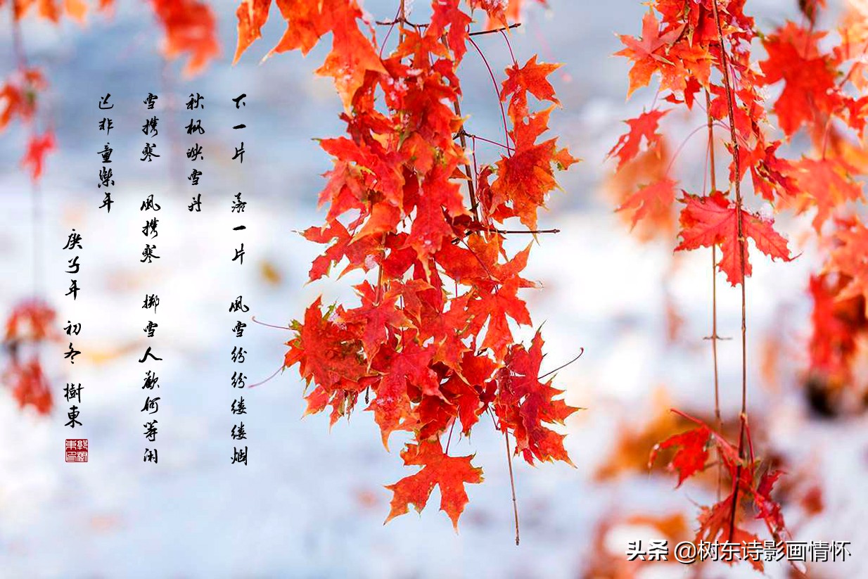 停车坐爱枫林晚，霜叶红于二月花，描写枫叶的诗词佳句都那么唯美