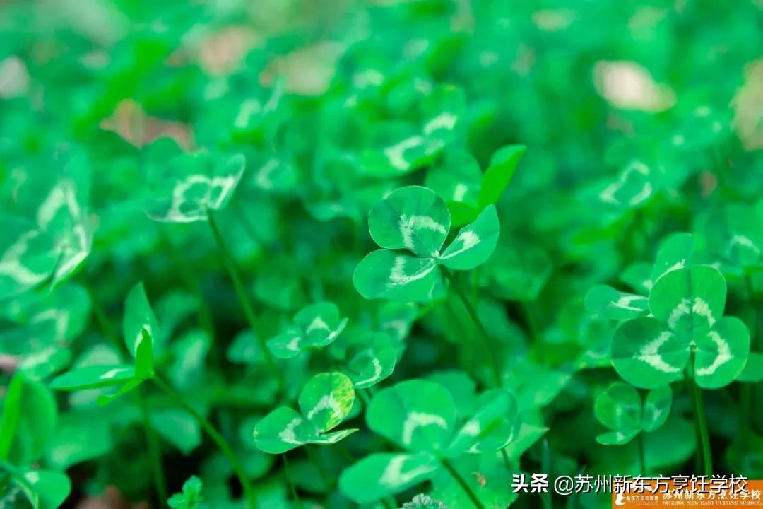 立是开始，春是希望，迎春而立，让梦想扬帆起航