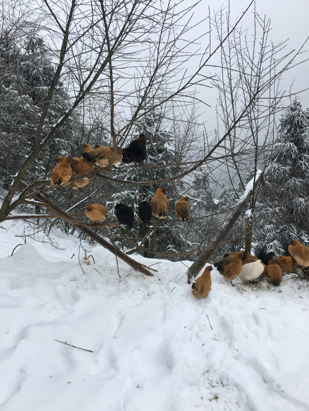 放弃深圳公司高薪,研究生返乡卖鸡,一年营收800万