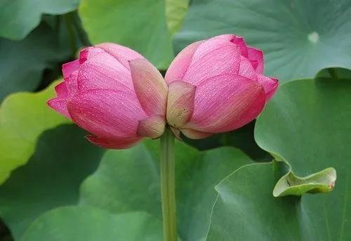 花开并蒂两生相随意思(并蒂莲花的三个寓意)