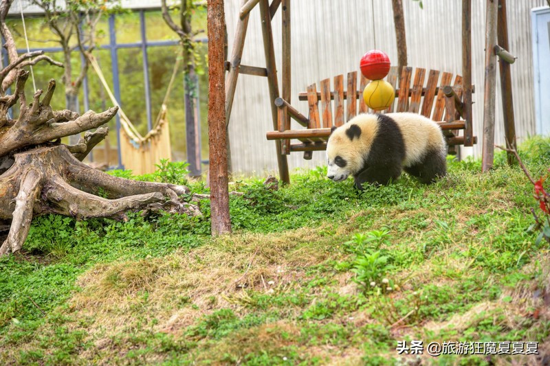 成都熊猫基地在哪,成都熊猫基地在哪里