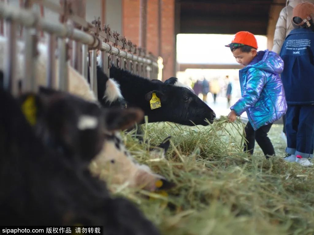 最新实拍！北京周末遛娃好去处，踏青赏花还能喂奶牛~