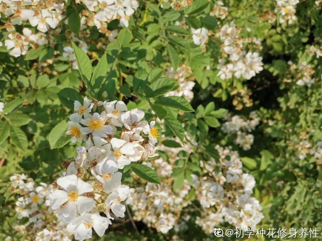 什么花不适合在家里养?(不适合在家里养的八种不