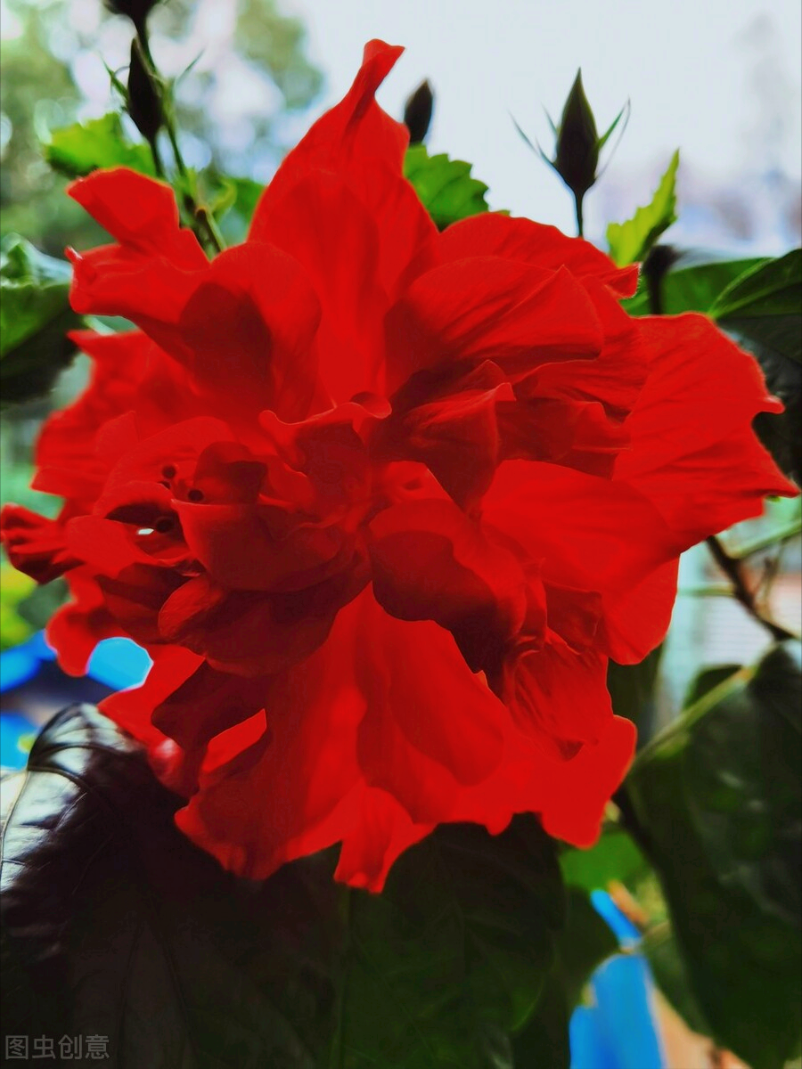 一花一深爱，十里春风花盛开，时光岁月最深情，素心从容笑如花
