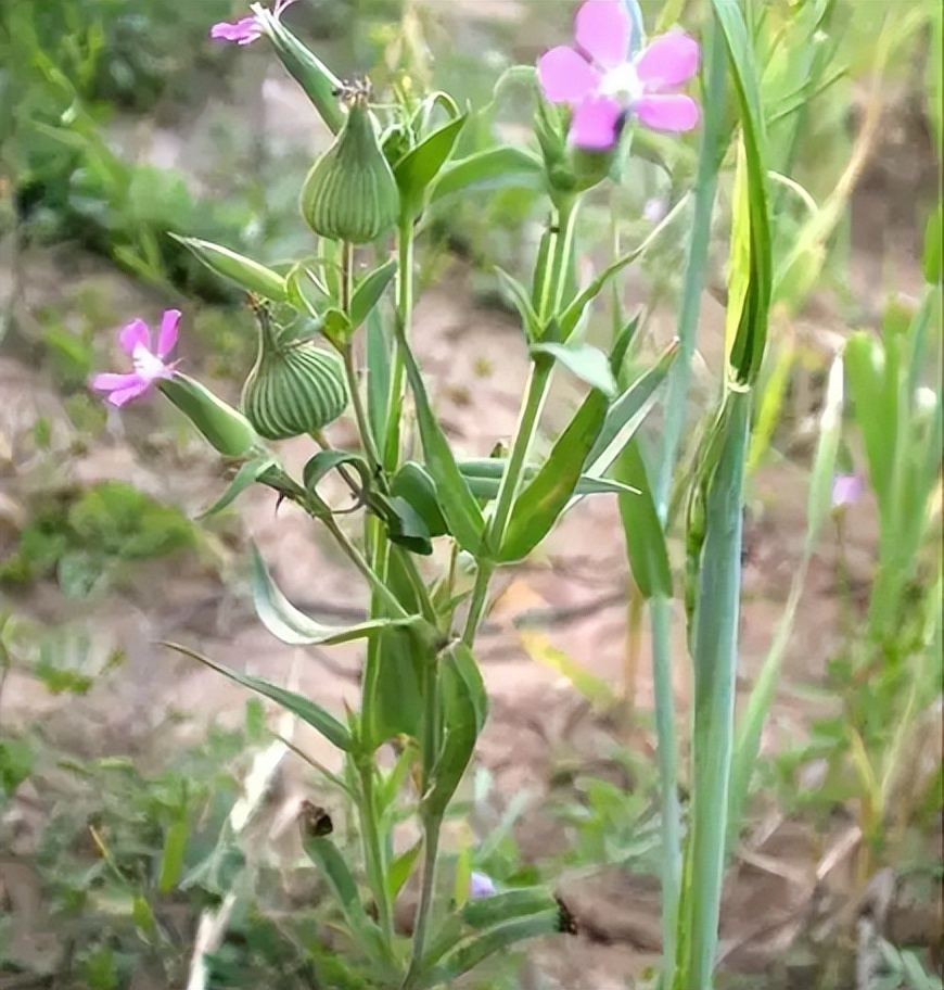 王不留行是怎样一种植物?