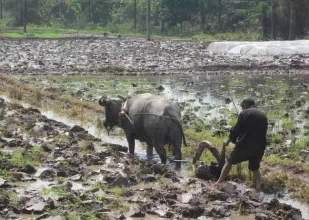 13年前，35岁中国保安娶26岁美国外教，他们现状如何？
