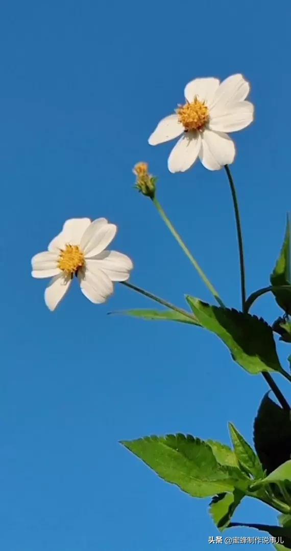 笑看花开好心情，芬芳伴君香四溢