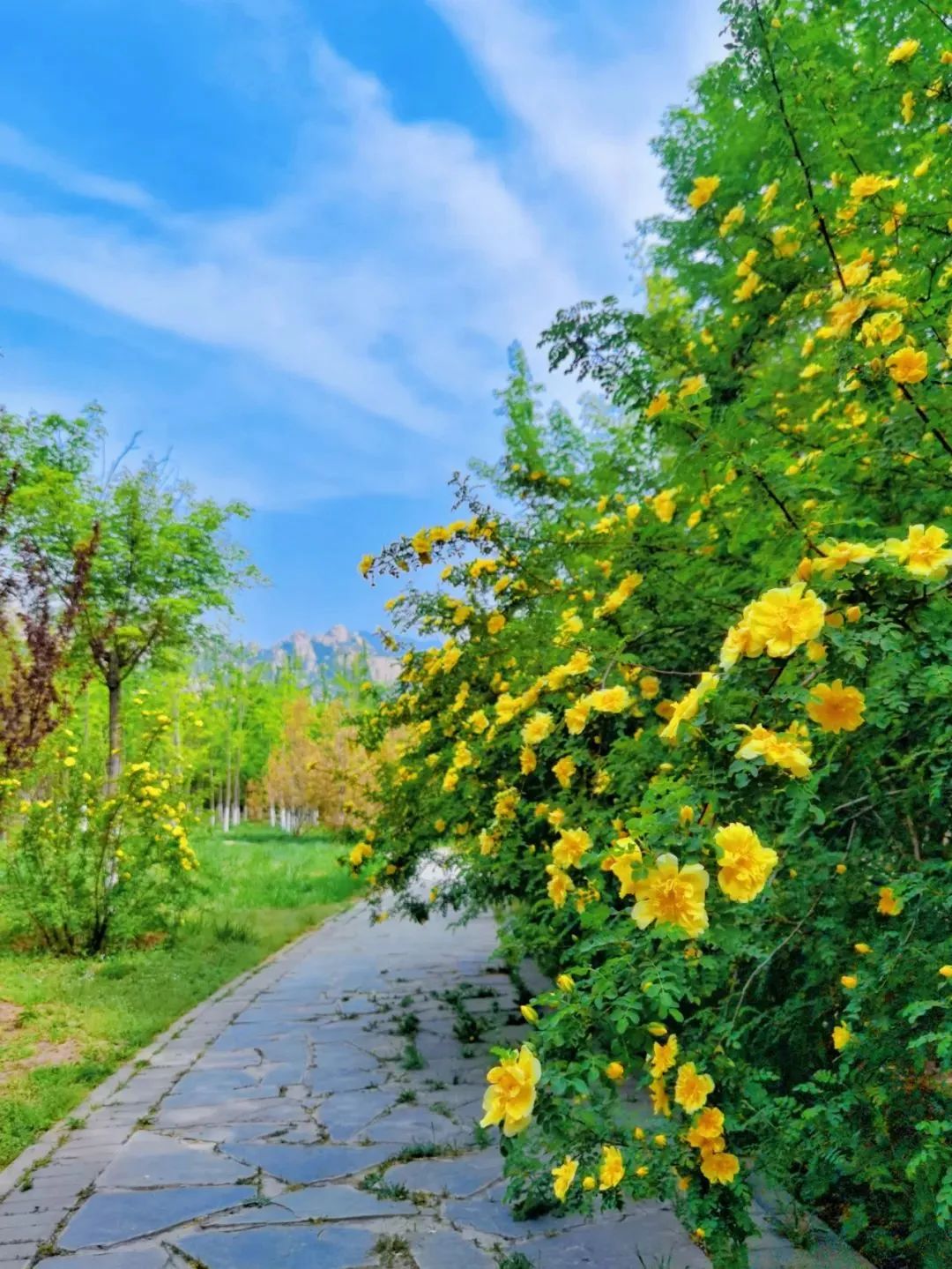 暮春初夏，凤凰岭予你五月的美好