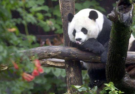 幼年大熊猫图片（图文鉴赏大熊猫的幼崽照大全）