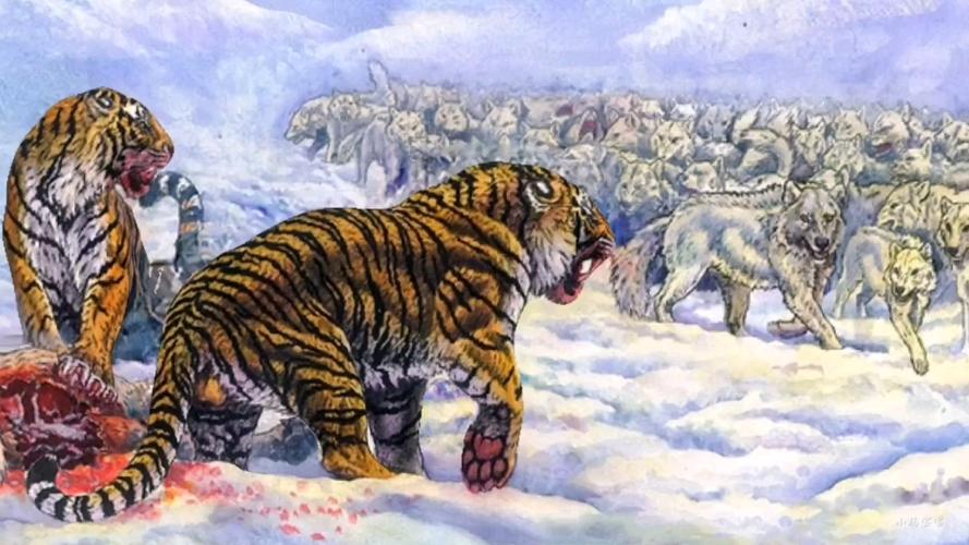 狼群聪明的合作捕猎能力,在自然界是食物链顶端最强捕食者,2012年,一