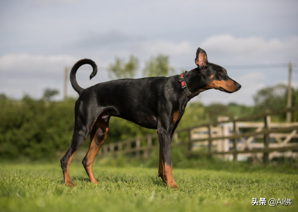 美国人评出排名前 63 最聪明的犬种