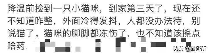 猫咪耳朵冻肿？冬季防冻伤指南