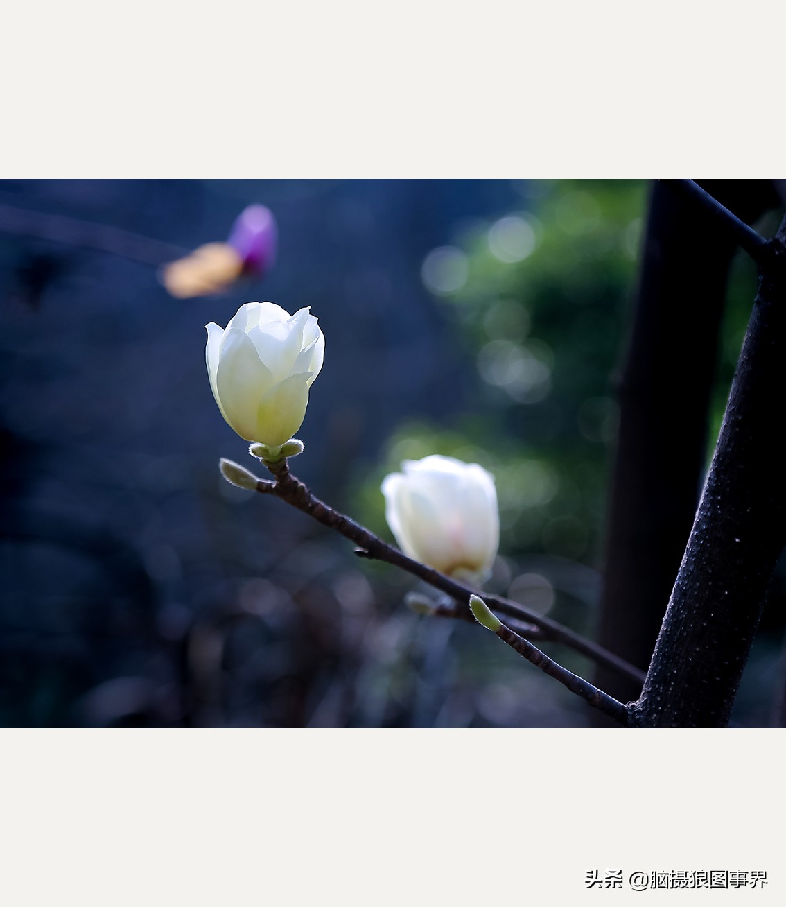 玉蘭花圖片,玉蘭花圖片大全大圖