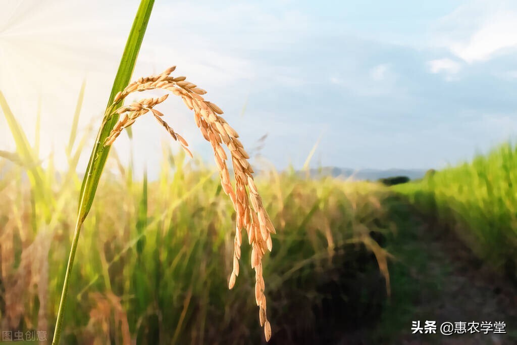 现在小麦、大豆、稻谷价格多少钱一斤？会上涨吗？附4月行情预测
