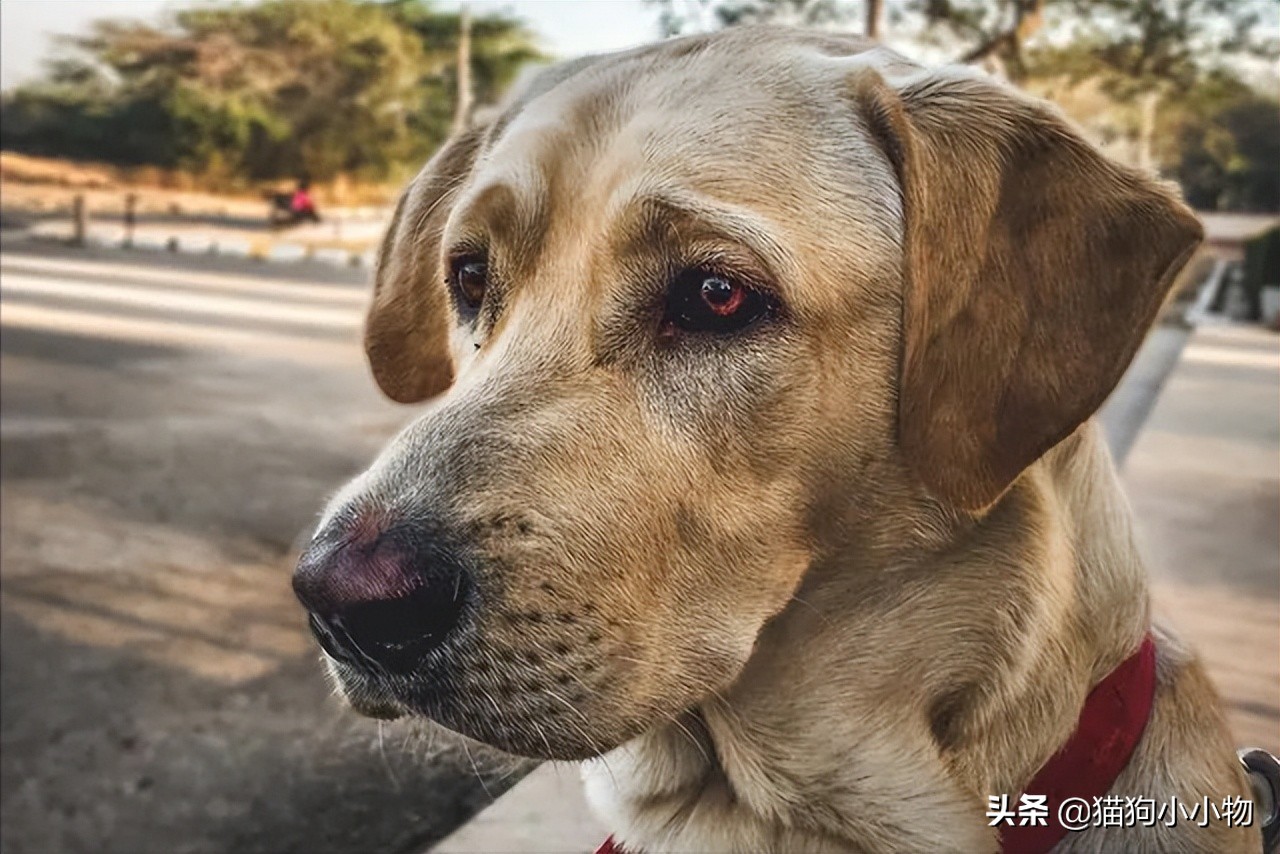 一个月的小狗晚上叫个不停怎么办（一个月狗狗半夜叫个不停怎么办）