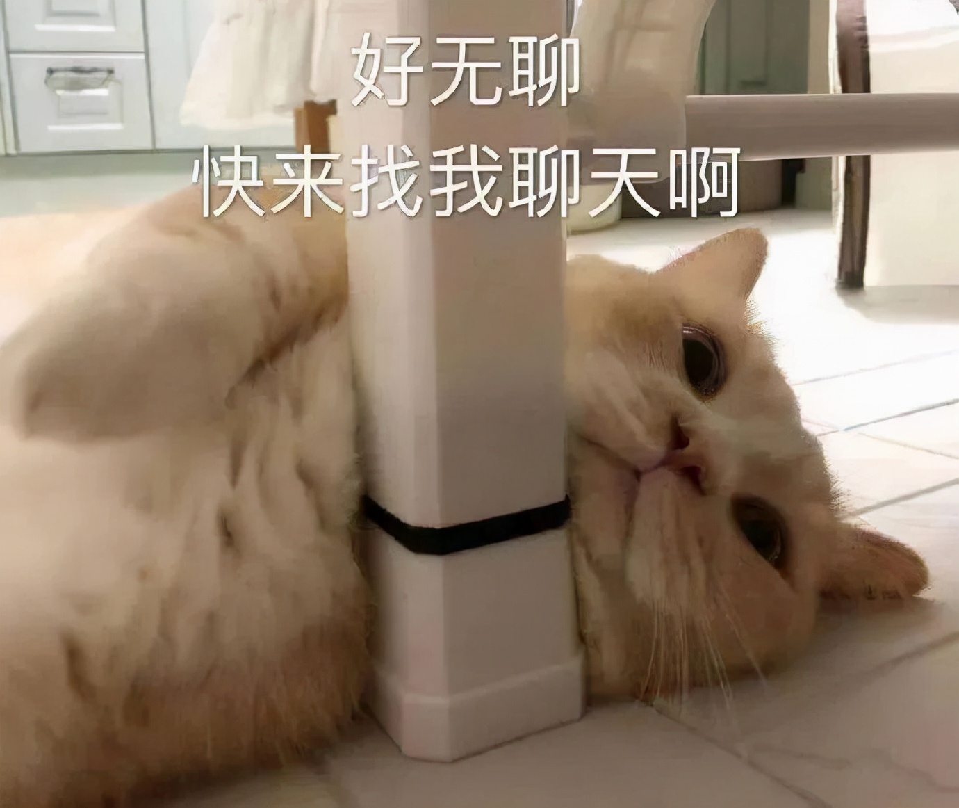 怎样条件的学生建议申请岭南大学？