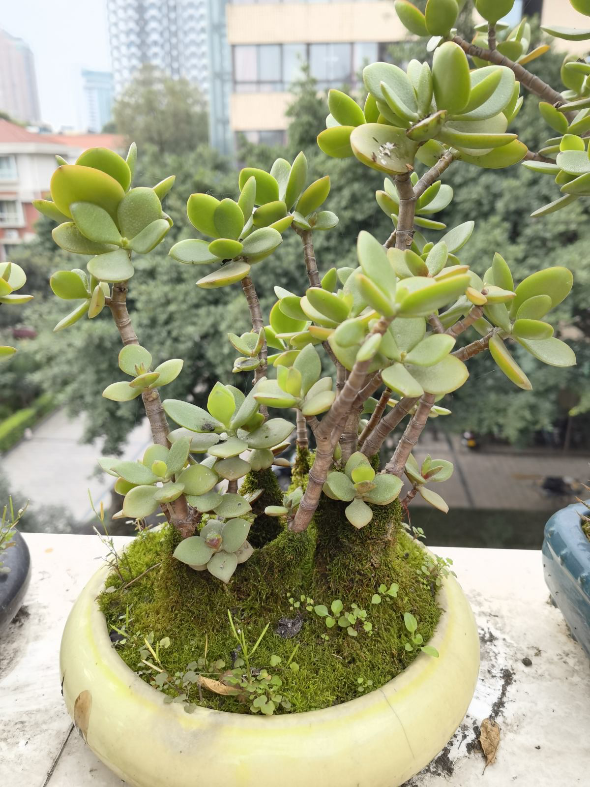 玻璃翠(里1种"吉利树",修剪好了才能长得壮,越剪越值钱)