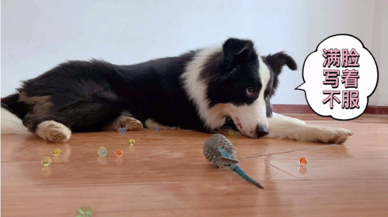 边牧犬的优缺点,看完你能接受吗?
