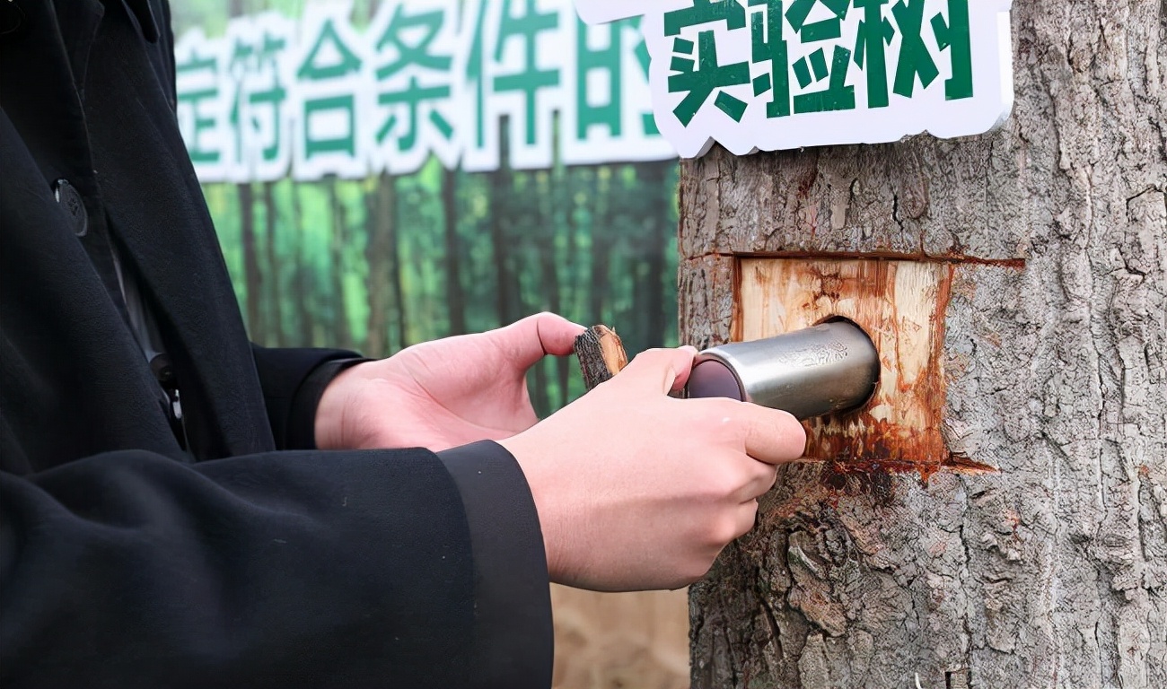 让生命之树常青！骨灰植入大树获新生，郑州开启“创新生态树葬”实验