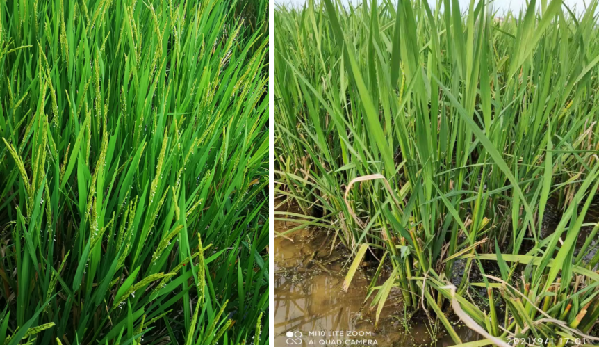 荃能稻·荃两优粤农丝苗—再生稻栽培技术指导