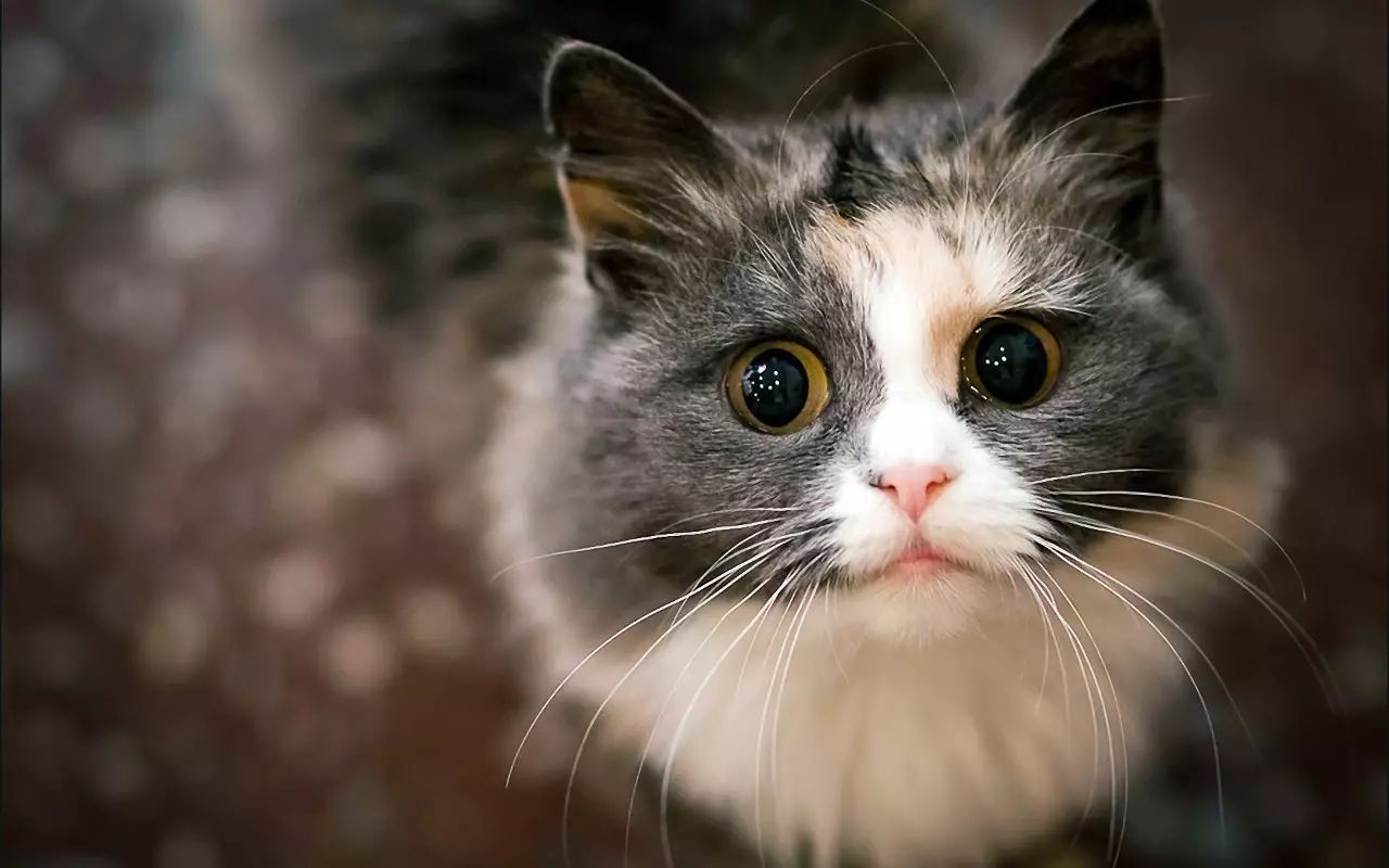 猫咪半夜喵叫，可能有这些原因