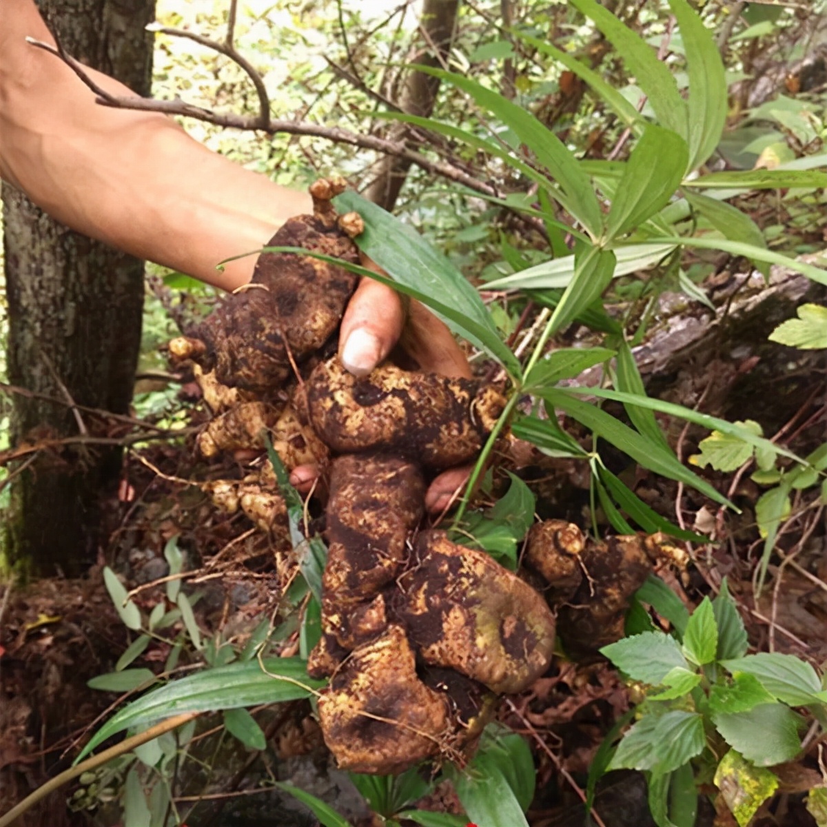 路边的"野姜",居然是珍贵的药材,被称作"黄鸡参",有啥价值