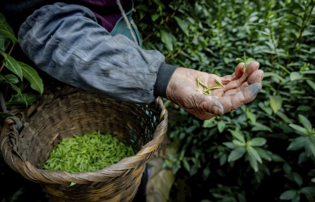 买茶看产区,中国十大名茶核心产区盘点