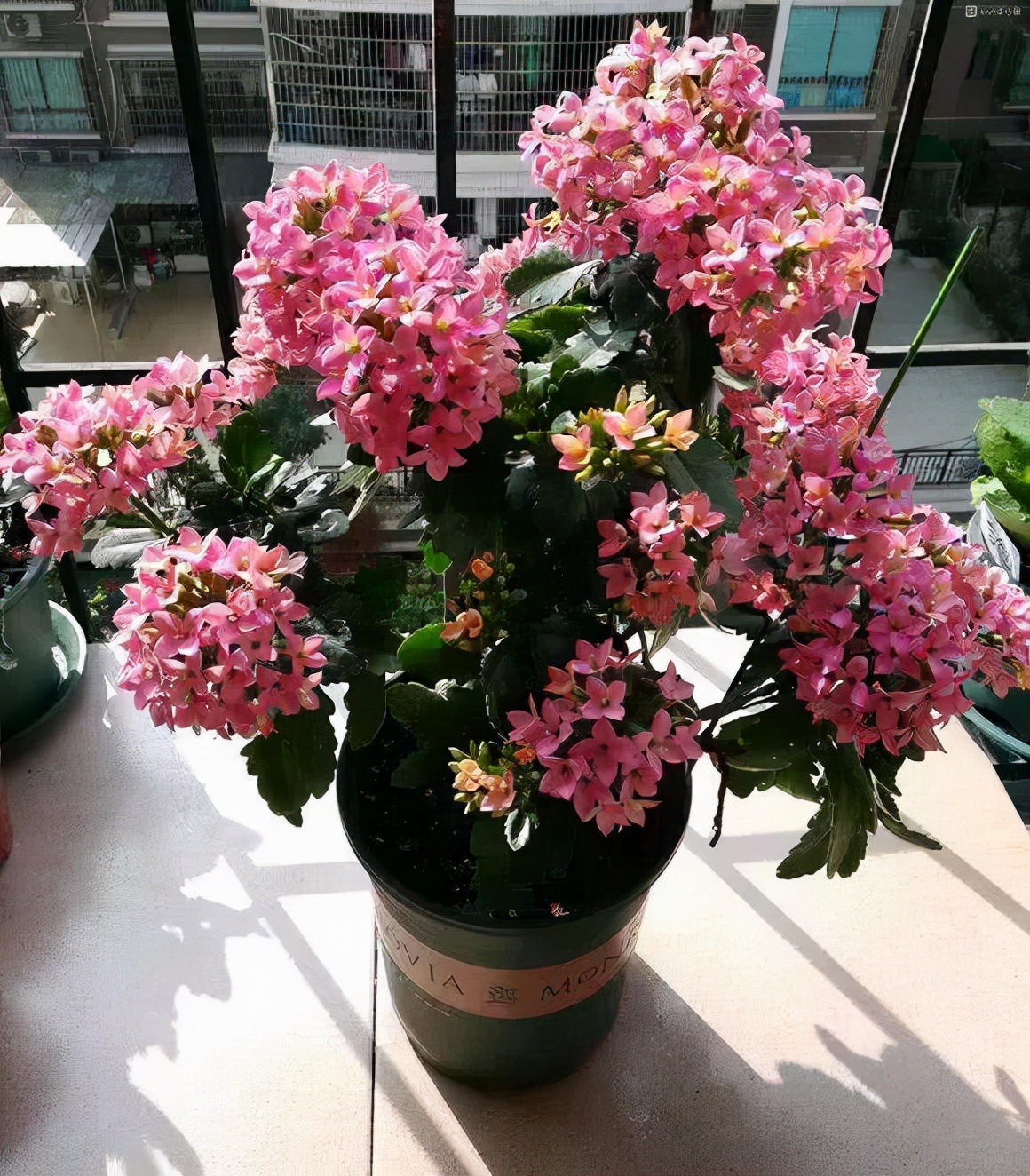 10大吉利花,好养有格调,吸"废气"制氧气,有的还能"泡茶喝"