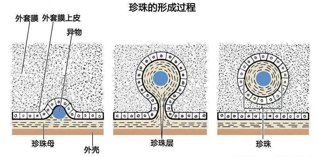 85元买食用海螺，竟开出10万元珍珠？海螺真正的价值难以想象！