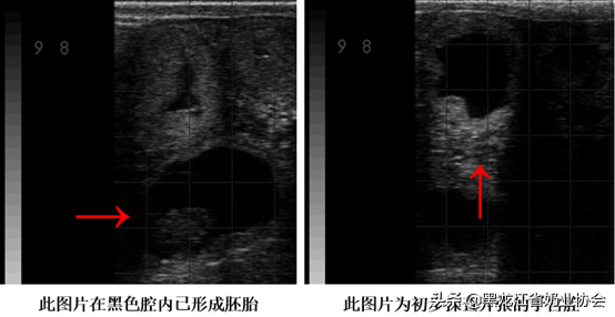 规模化牧场繁育工作要点