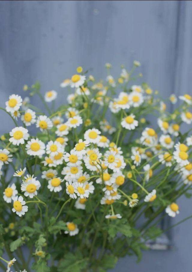 北京宋庄画家村有了疫情送一首充满阳光的诗歌