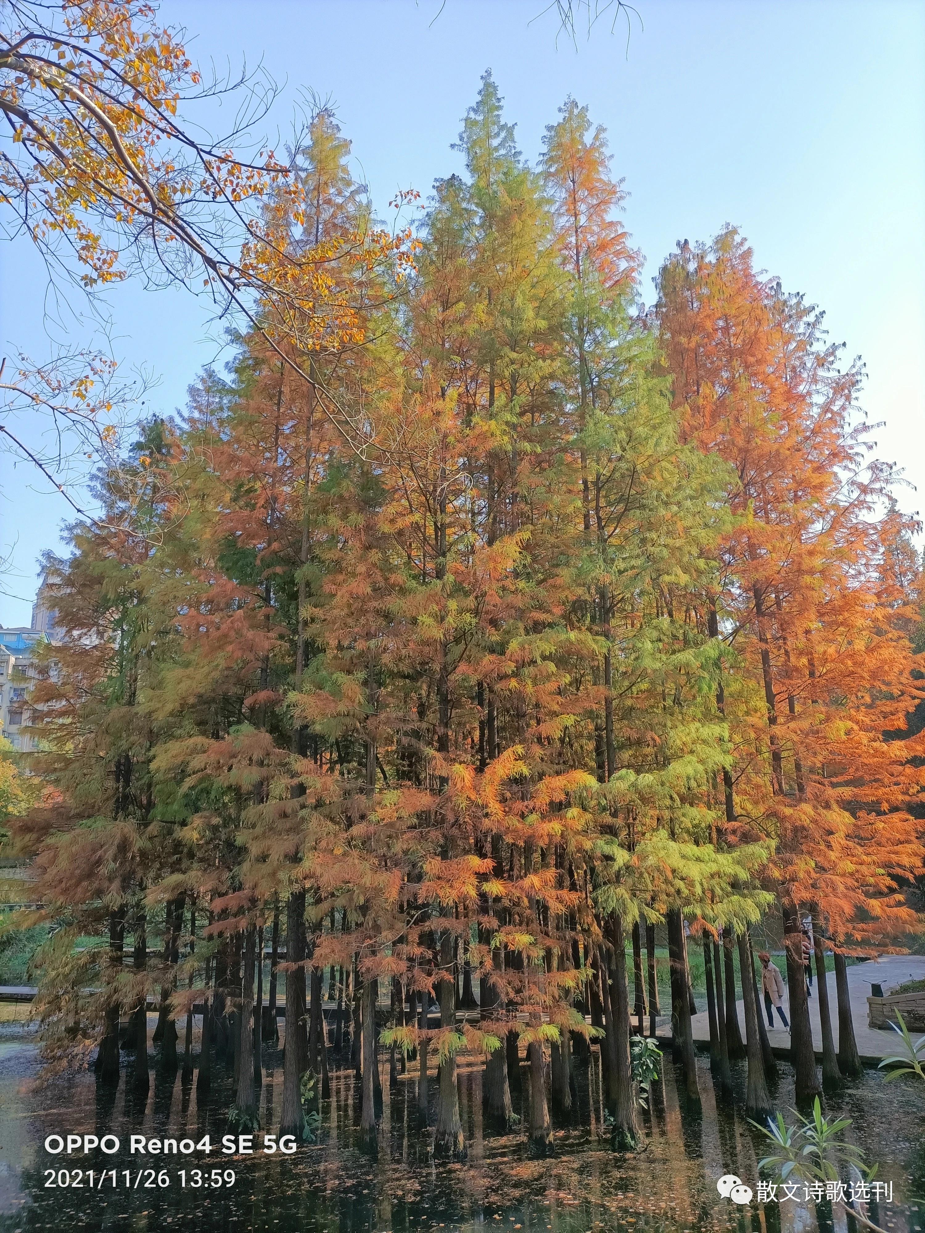 冬日絮语，漫谈自媒体达人及网红现象