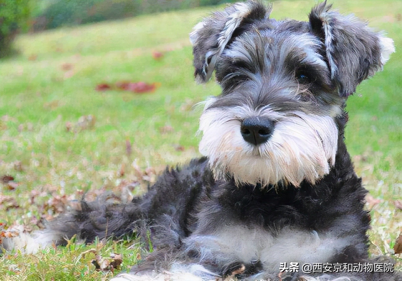 小型犬有哪些 适合家养的7种小型犬 营销圈