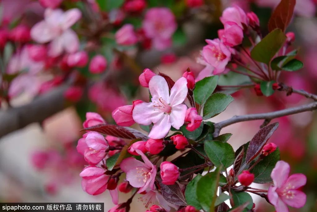 北京海棠花什么时候开（北京海棠花期多久）-第4张图片-华展网