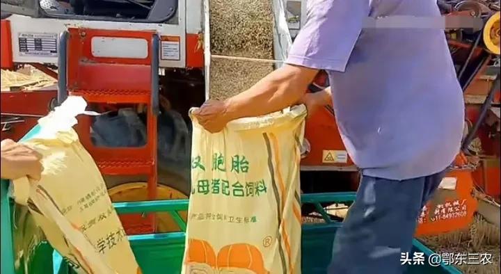 山東農(nóng)民收割小麥，0.9畝地收獲201斤，機收費110元，啥原因？