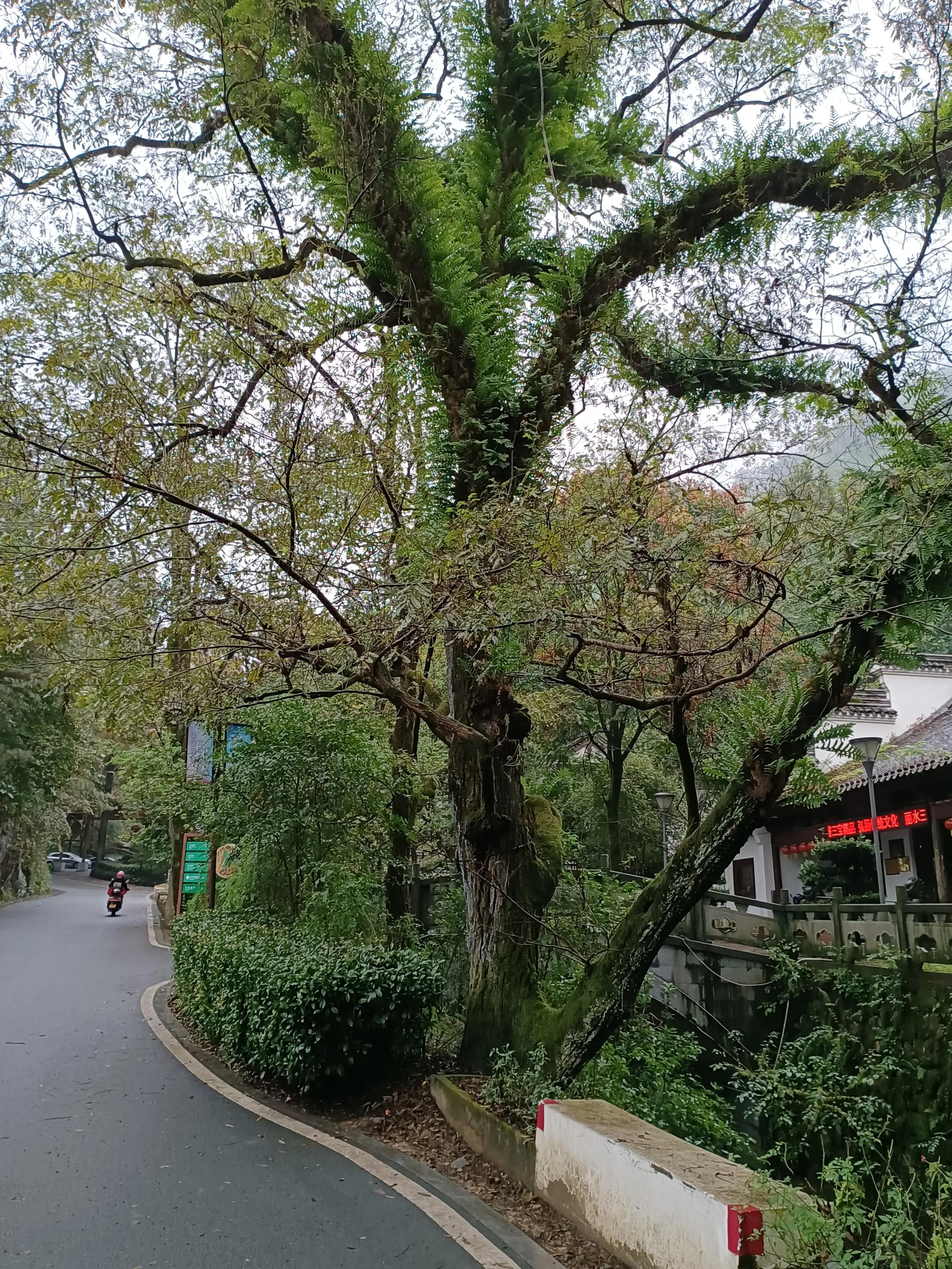 行到水穷处，坐看云起时一一雨游白云山