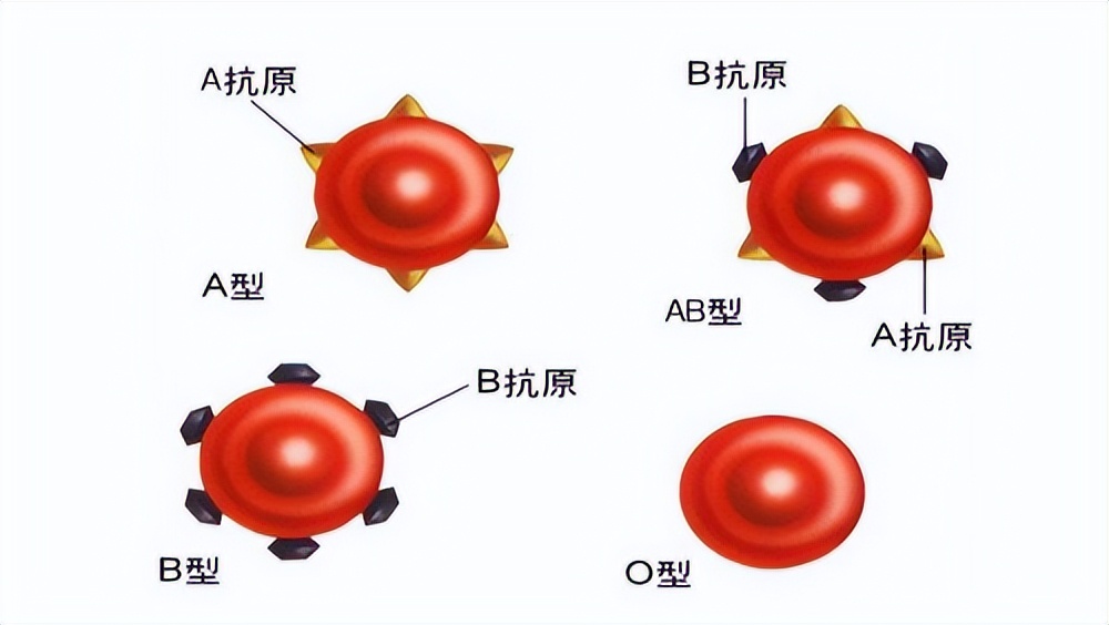 血型会决定寿命？有没有所谓的“长寿血型”？听听医生怎么说