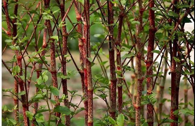 摘要:新的一年对于我们喜欢养花种草的花友来说,最是开心,因为已经