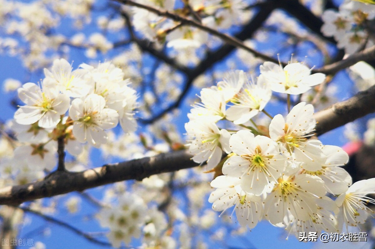 春分节气美词五首：谁把春光，平分一半，莫负今朝