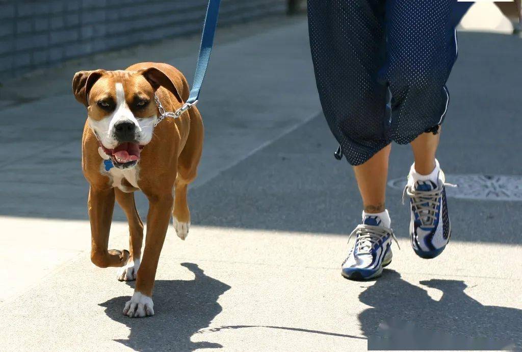 狗狗1岁=人7岁？那你大错特错了，附上最新的年龄换算表